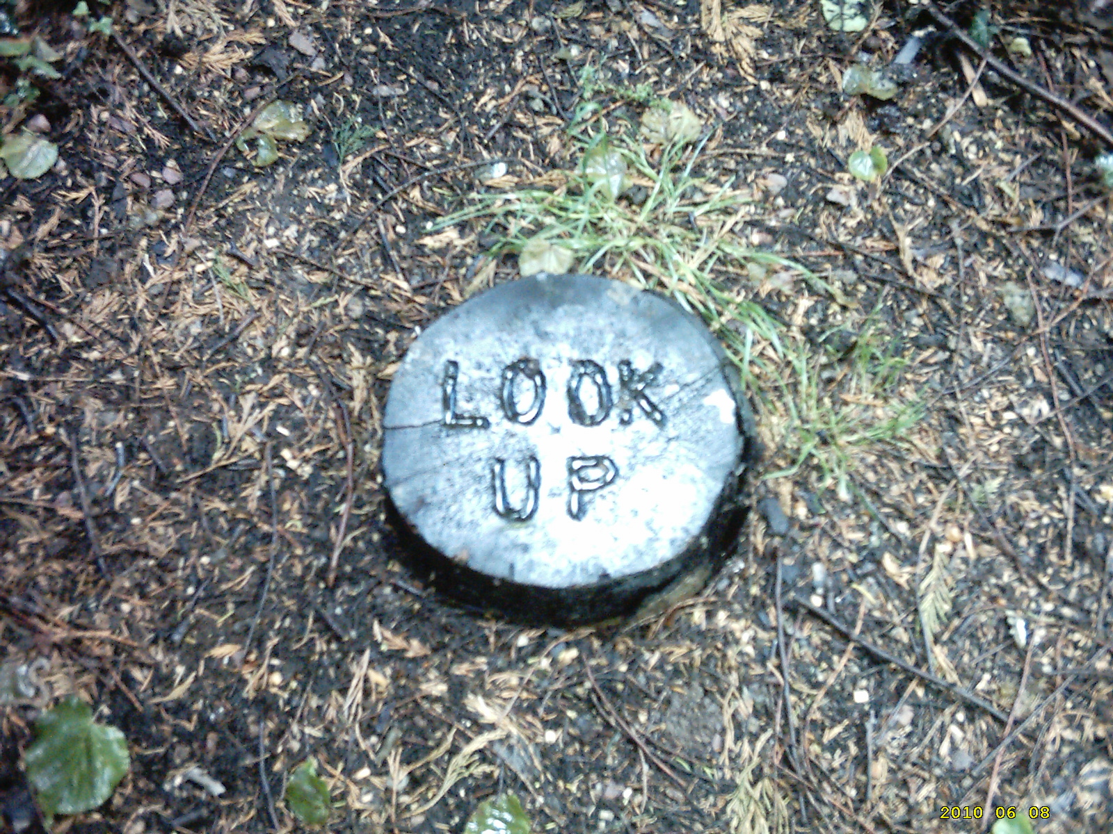 Tree stump with words 'Look up' carved into it