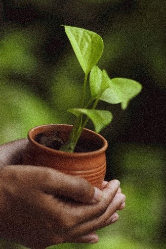 Plant