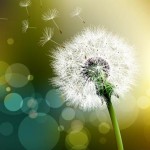 dandelion crop