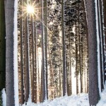 Sunburst in snowy Forest